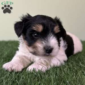 Caleb, Biewer Terrier Puppy